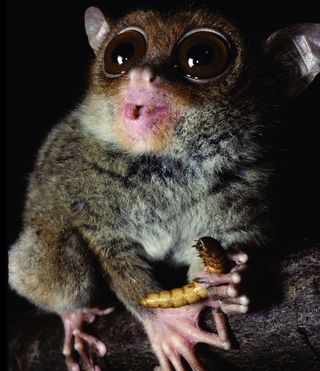 Philippine tarsier eating grub.