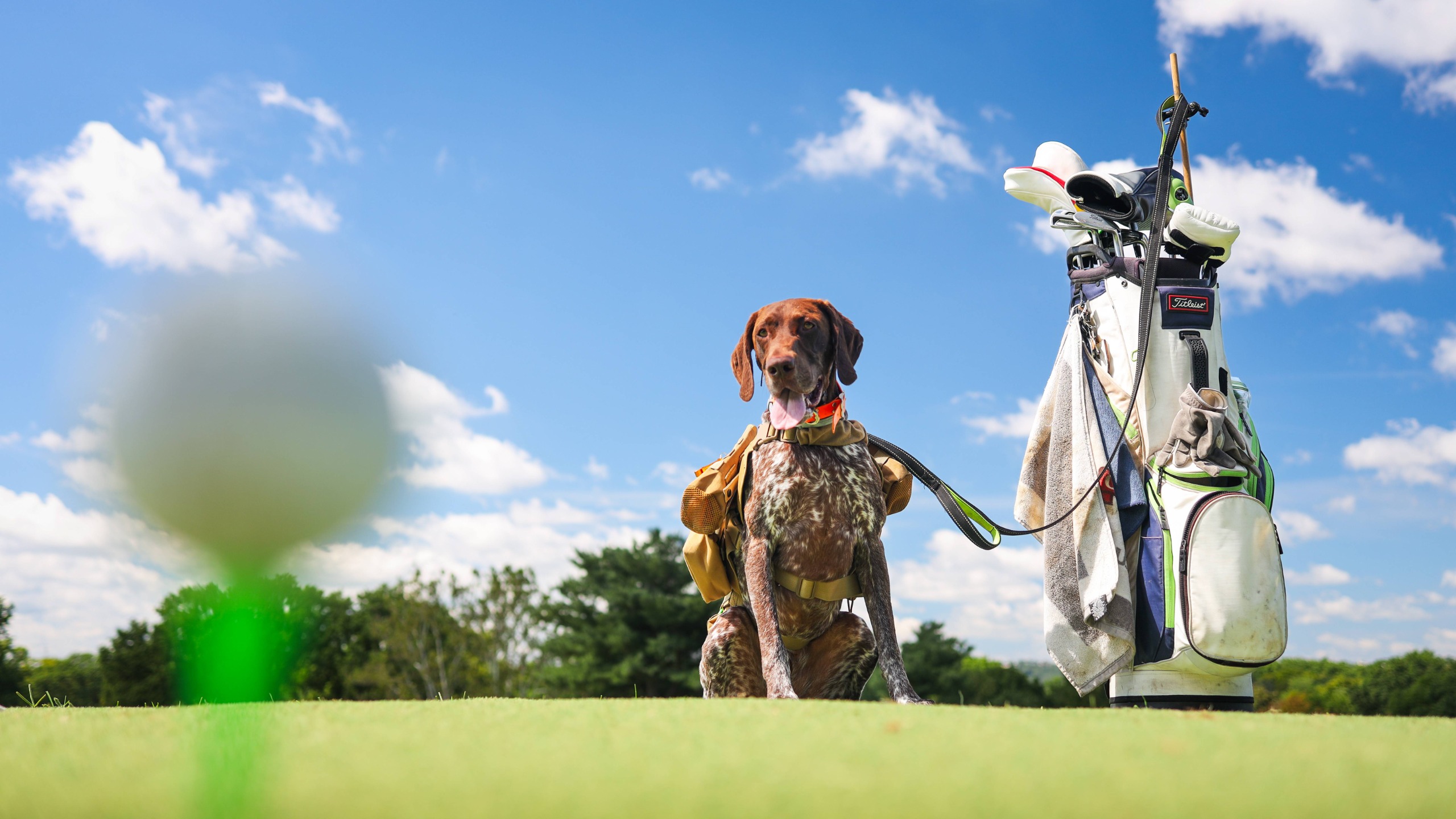 Dog attached to a golf bag on the golf course