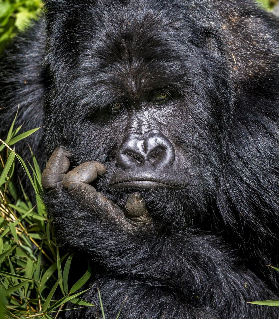 comedy-wildlife-photographer-awards-2020-finalisten