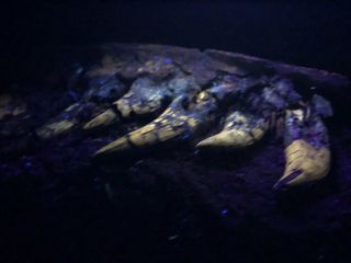 Back at the lab, the researchers found the fossil of the possible juvenile T. rex glowed under a black light.