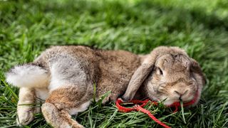 Rabbit wearing a harness grazing on grass