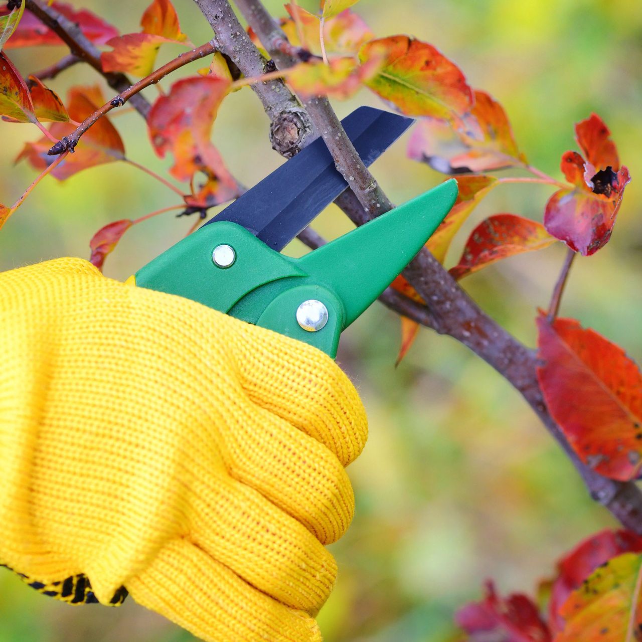 Gloved hand pruning plants in fall