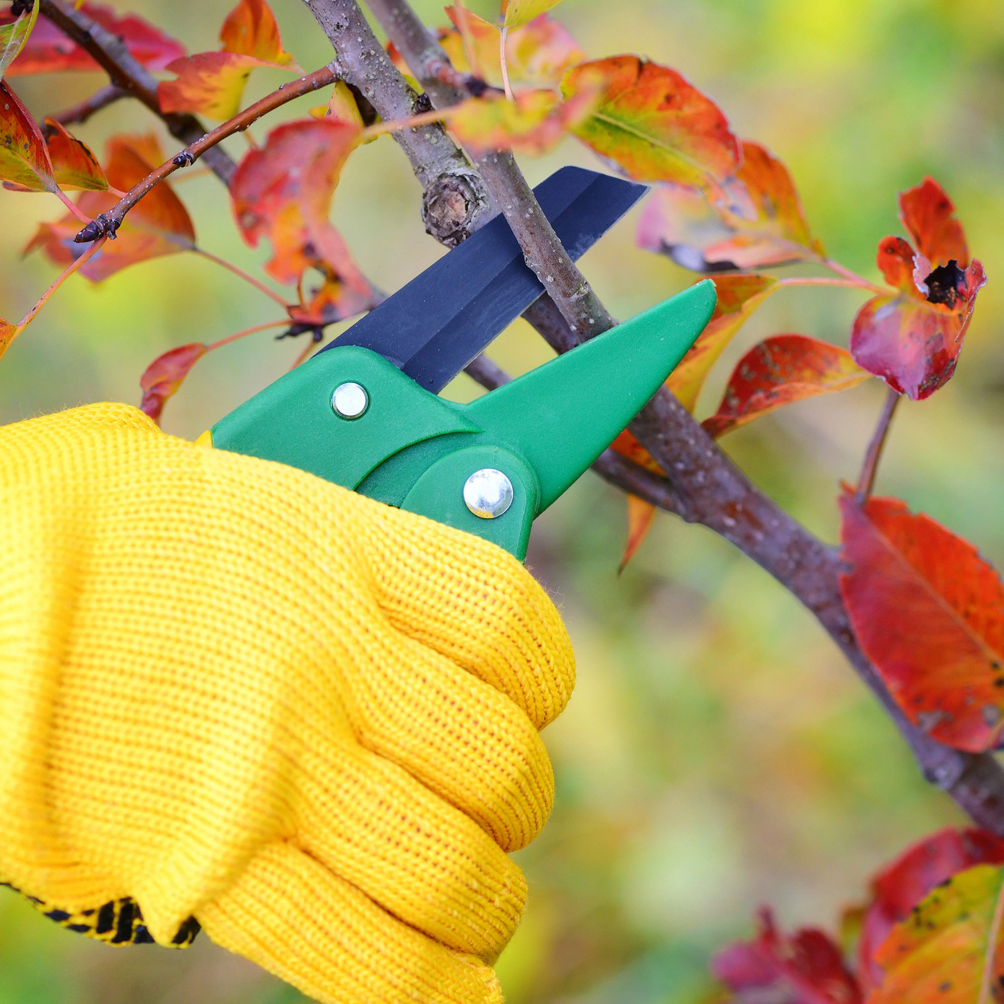 Gloved hand pruning plants in fall