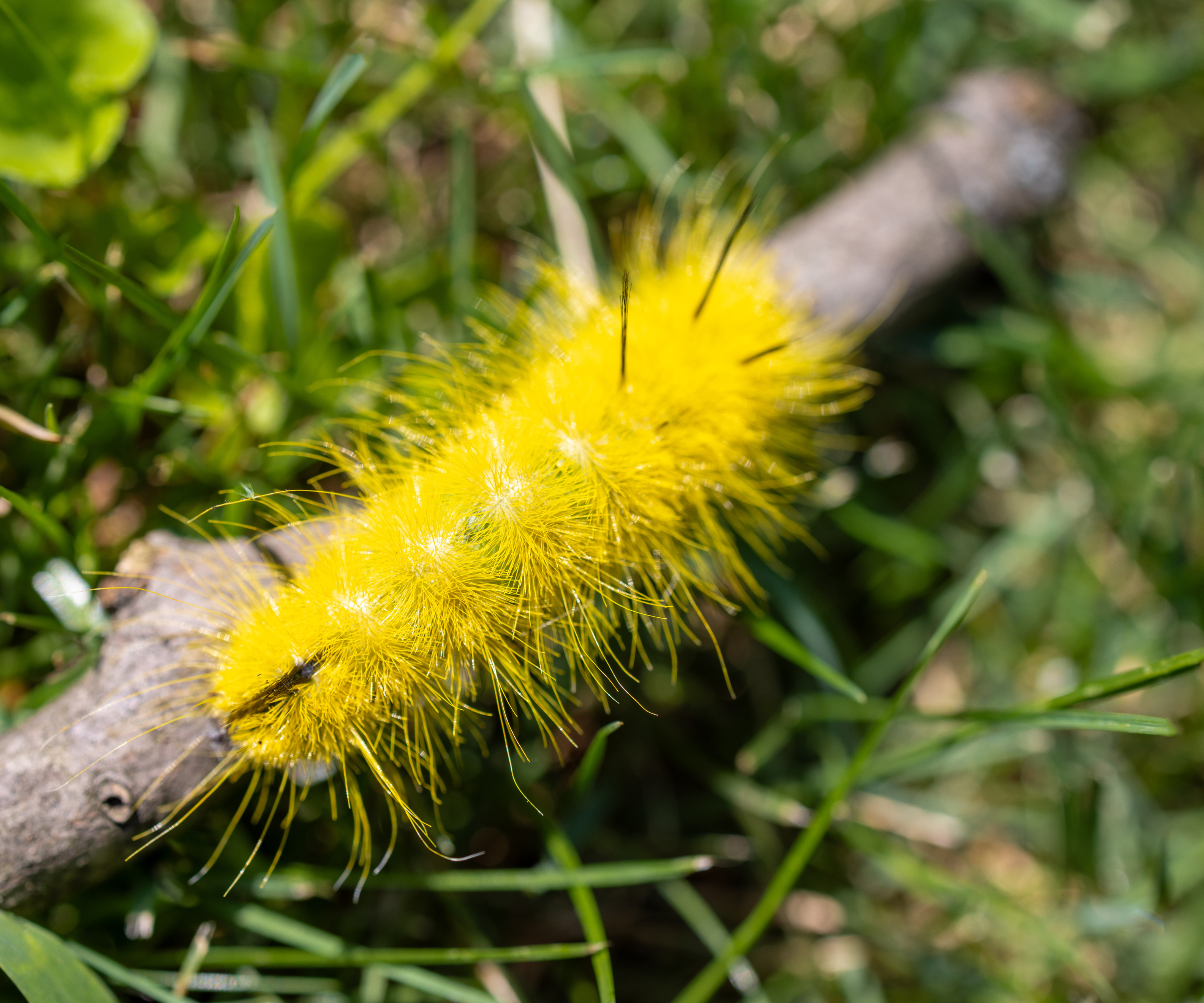 Fuzzy bright yellow american dagger moth caterpillar - stock photo
