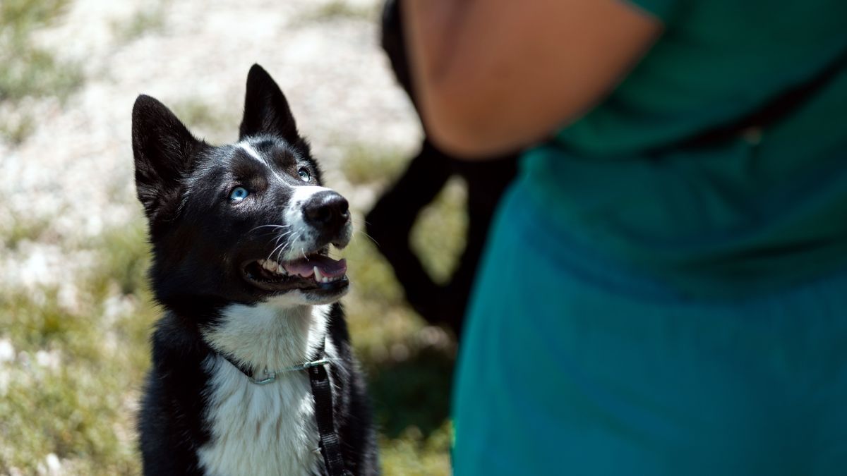 A mixed breed dog listens to the commands of a dog trainer