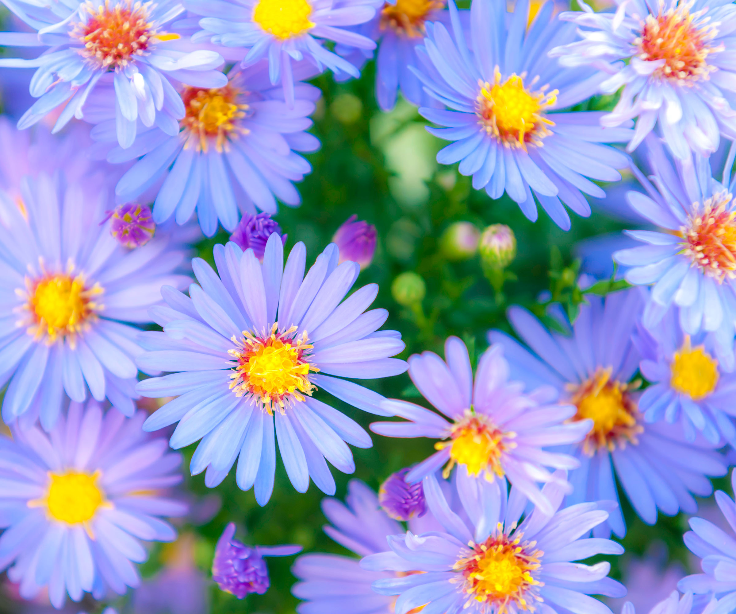 lilac blue aster flowers with bright yellow centers
