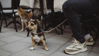 Dog at cafe on sidewalk