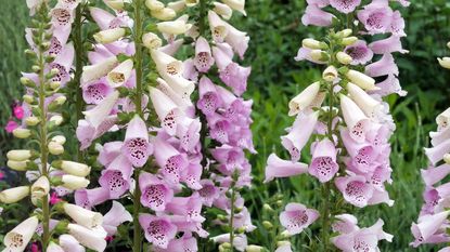 pale pink blooms of Foxglove Digitalis purpurea 'Camelot Lavender"