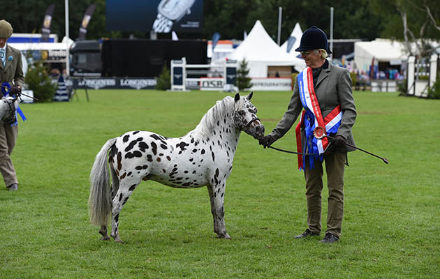 Spotlights Bo Diddly miniature horse supreme champion