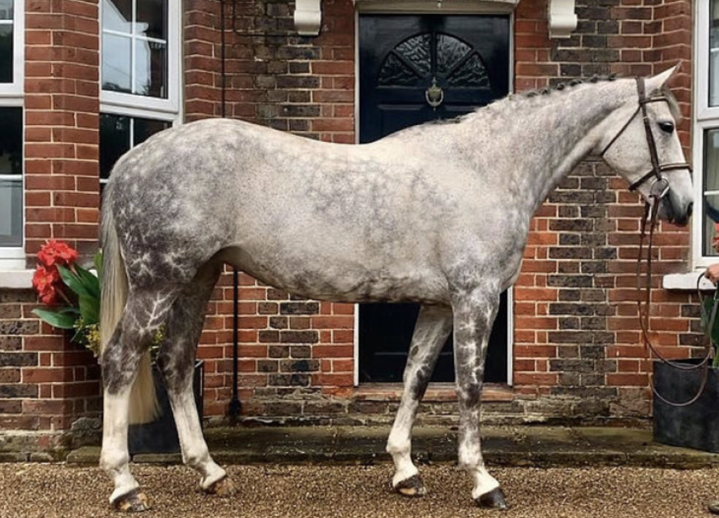 event horses for sale