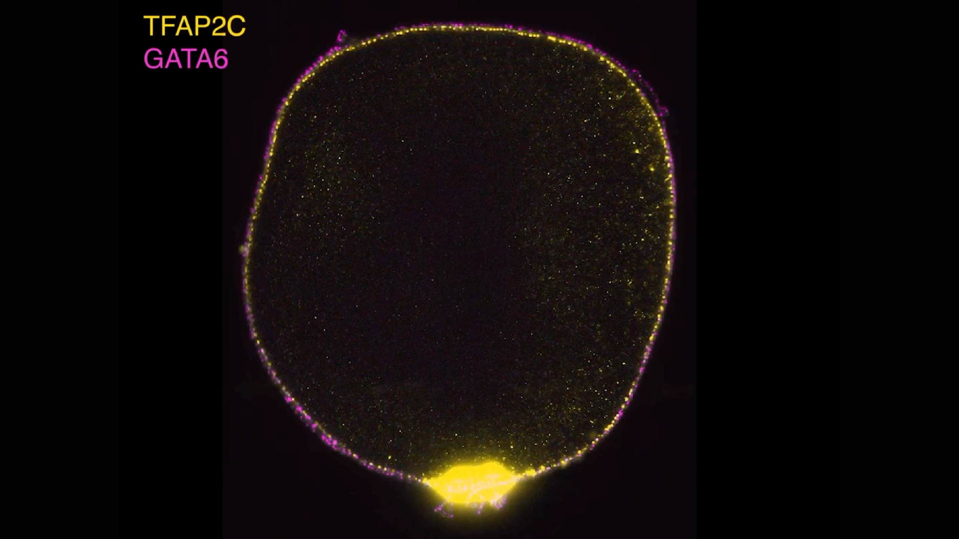 a microscope image of a round object with a ball of yellow material at the bottom