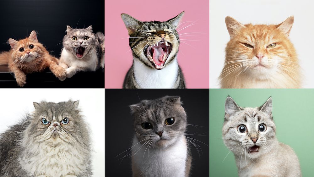 A grid showing the faces of multiple cats