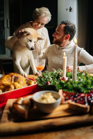 Dog at Christmas dinner