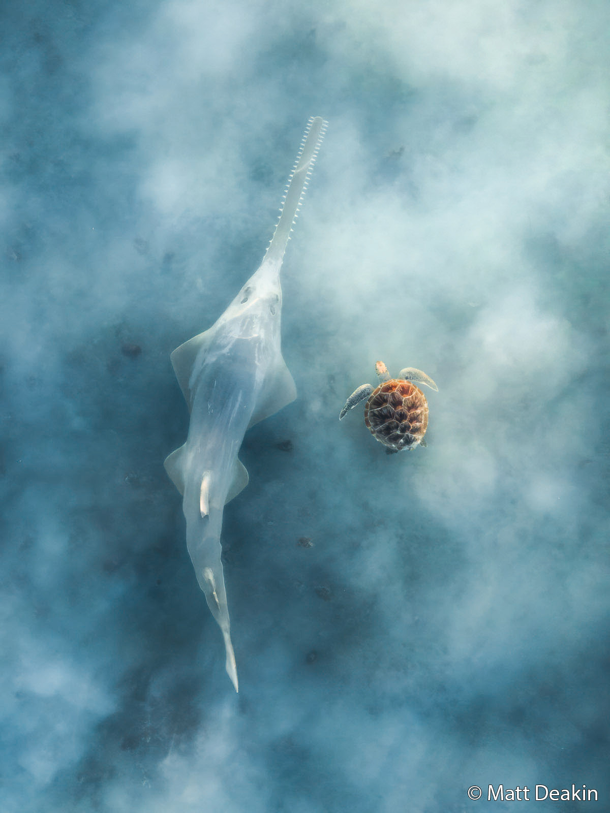 Underwater scene of a sawfish swimming alongside a small sea turtle in clear blue water