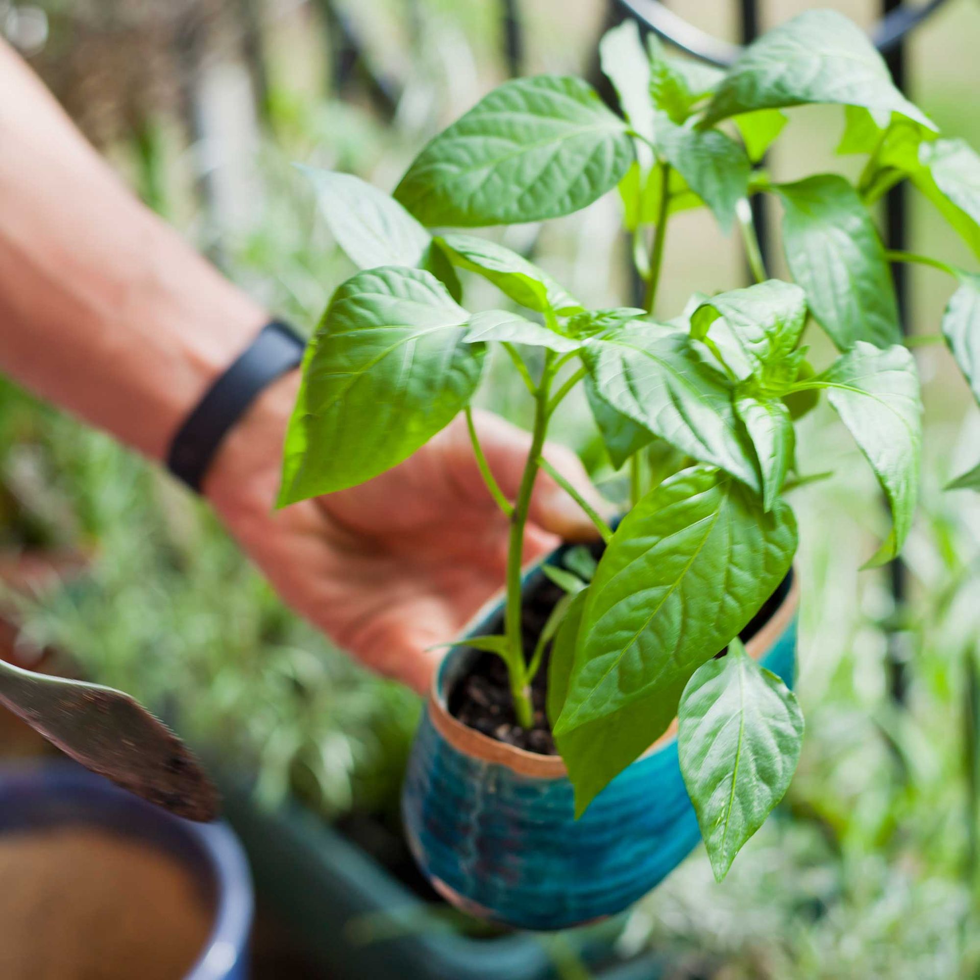 How to grow peppers in pots a simple beginner's guide Ideal Home
