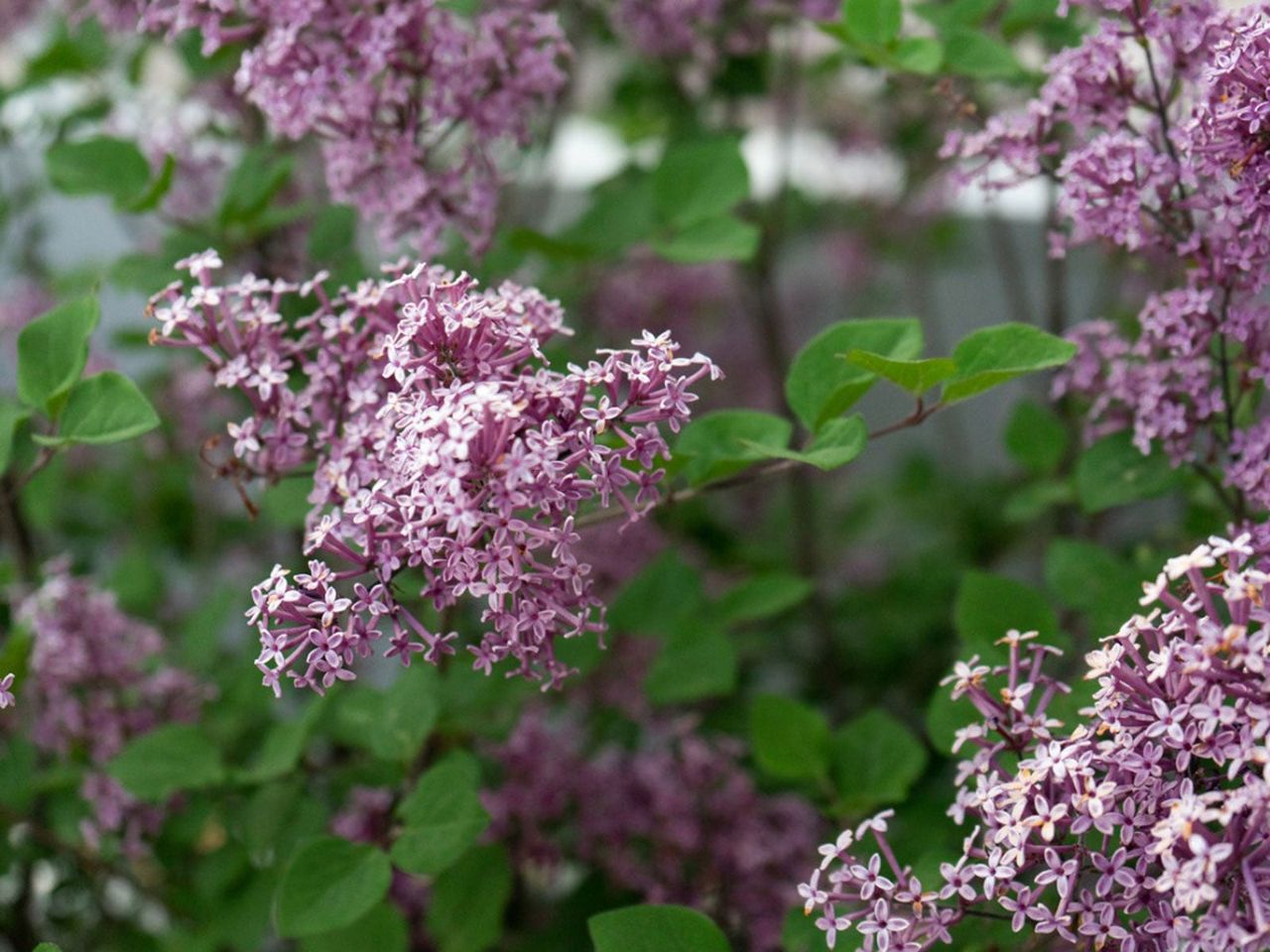 Dwarf Lilac Plants