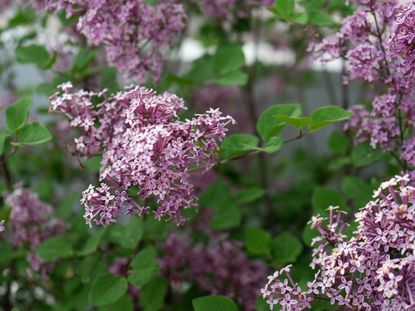 Korean deals lilac tree