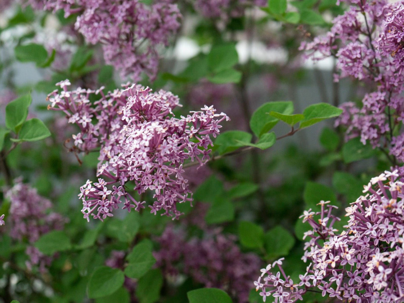 Lilac, Description, Major Species, Varieties, & Facts
