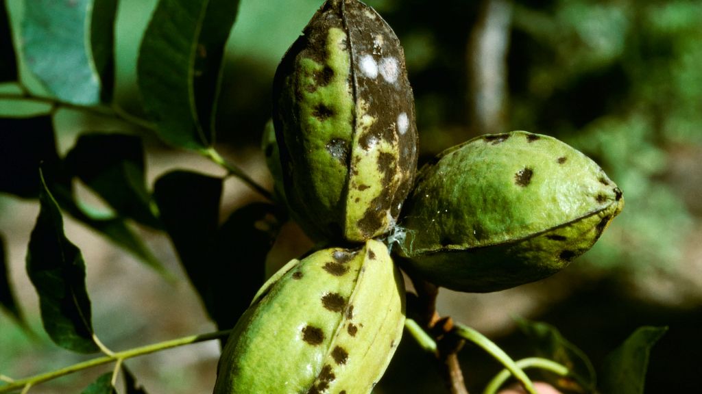 diseased pecans on a tree