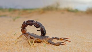 Are scorpions dangerous: Scorpions