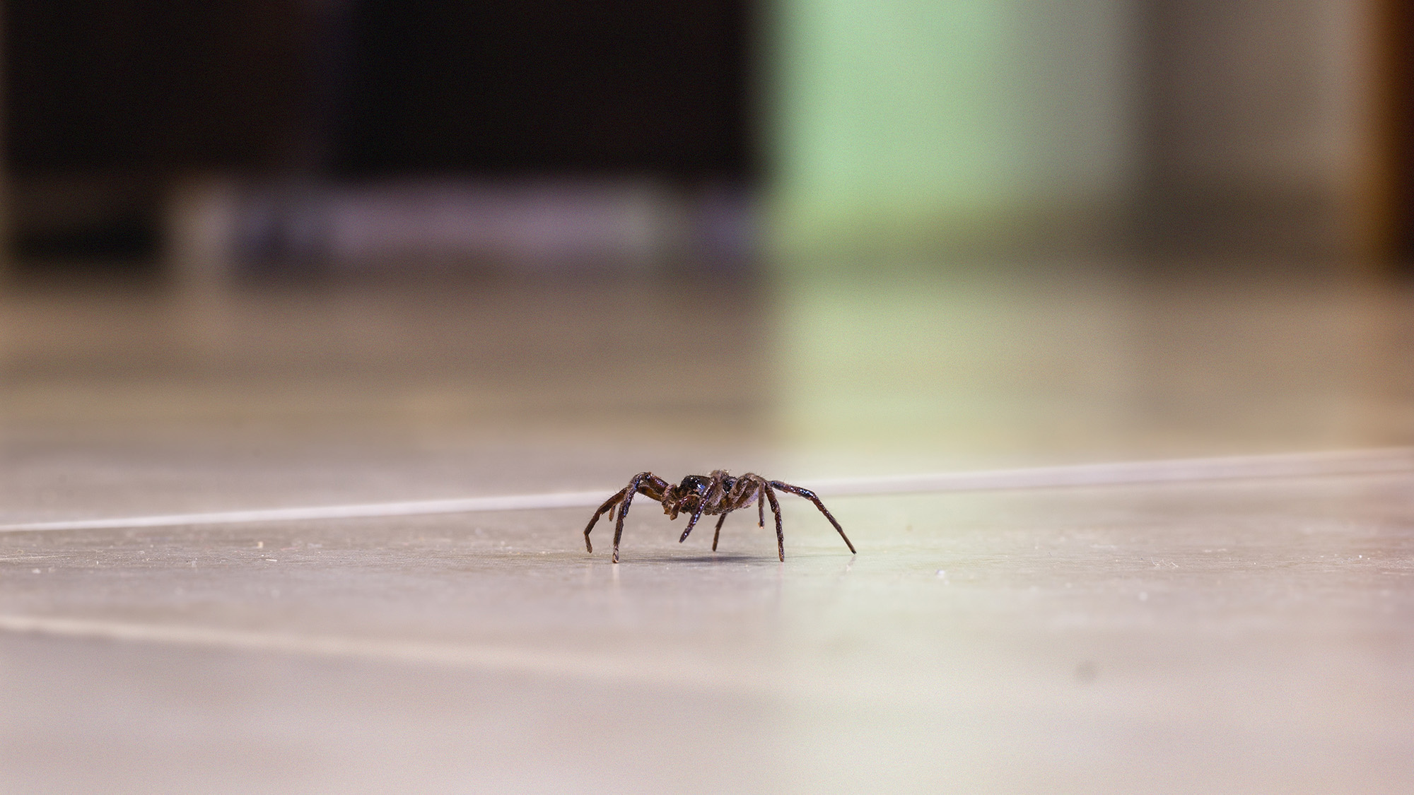 Spider crawling on floor