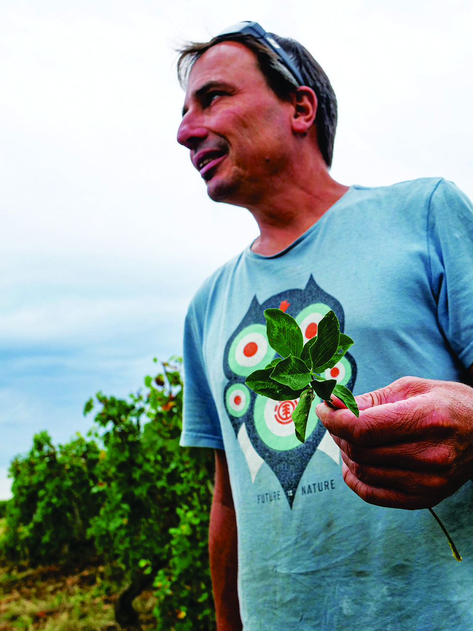 DEC304.natural_wines.jean_philippe_bret_clover_cover_crop_credit_christina_rasmussen.jpg