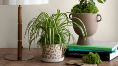 A potted spider plant near a table lamp and a mossy plant on a stack of books