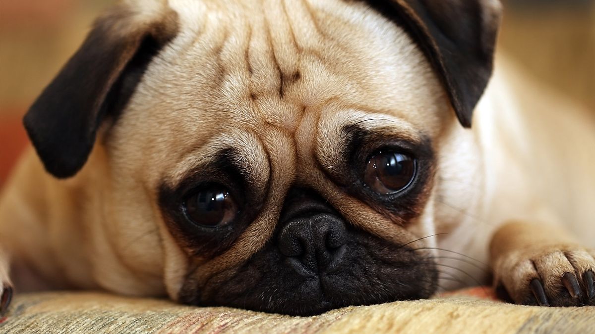 Close up of pug puppy looking sad