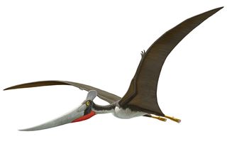 This species of pterosaur, <i>Dawndraco kanzai</i>, was one of the largest pterosaurs ever to take to the skies toward the end of the era of flying reptiles.