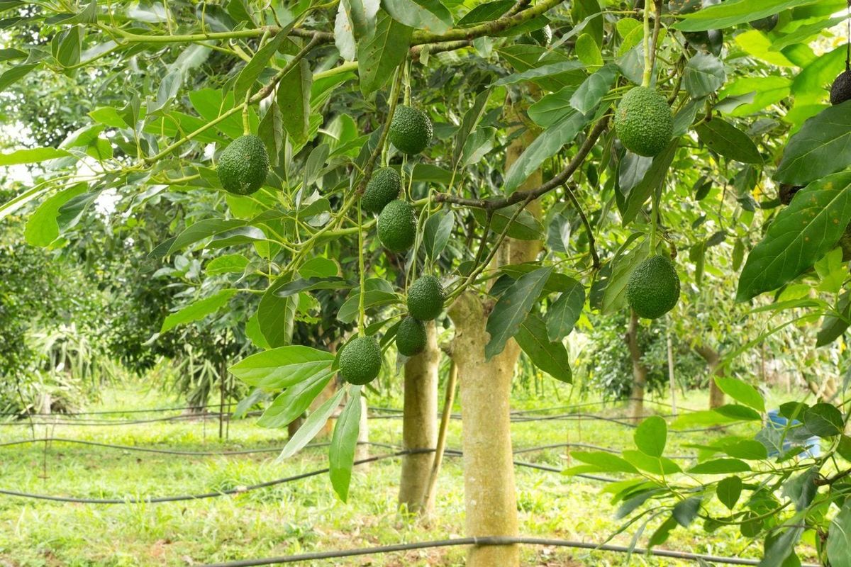 Do Avocados Grow In Zone 9 Learn About Avocado Trees For Zone 9