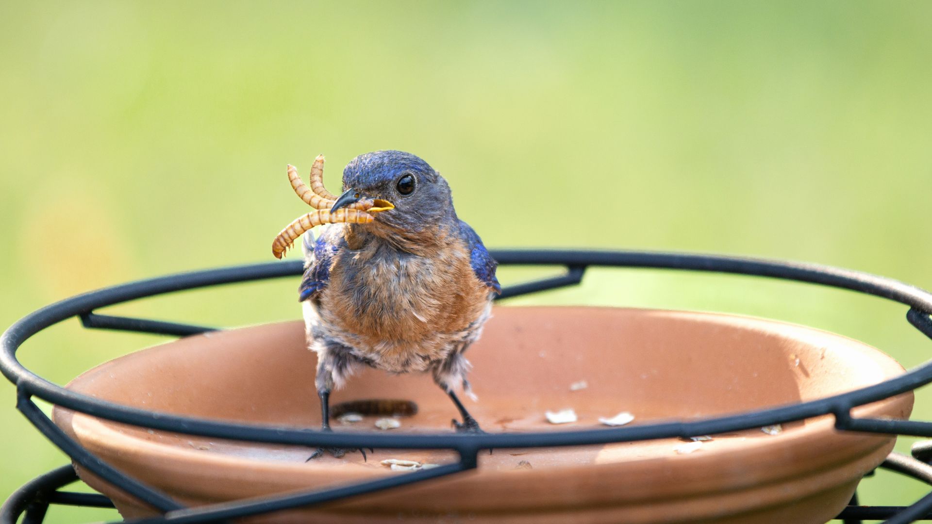 picture of small bird eating mealworms in bird feeder