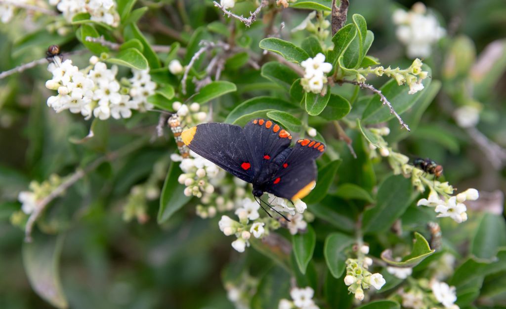 A butterfly at the National Butterfly Center