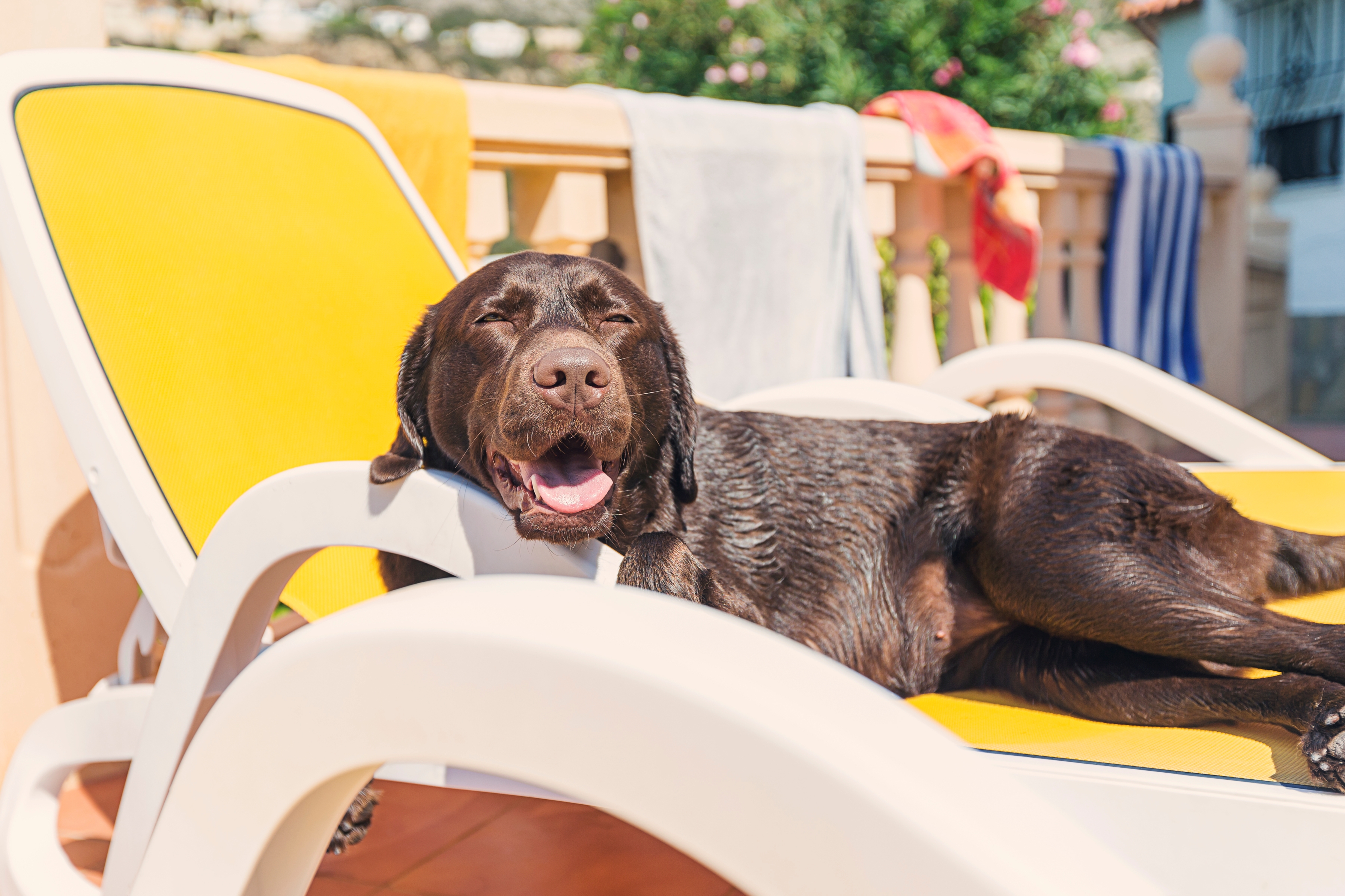 dog sunbathing on sun lounger