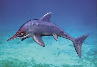 Ichthyosaur illustration
