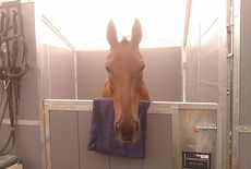 Islanmore Ginger in the stables at Burghley