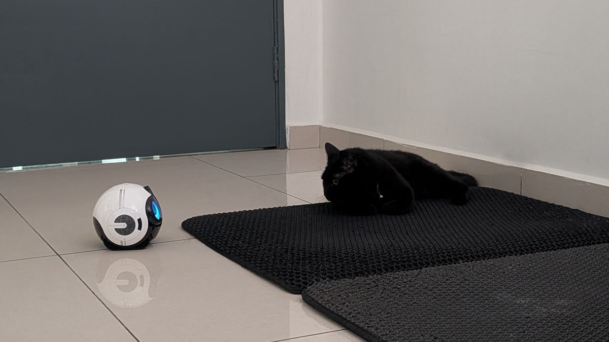 Enabot EBO Max family bot and a black cat in a house