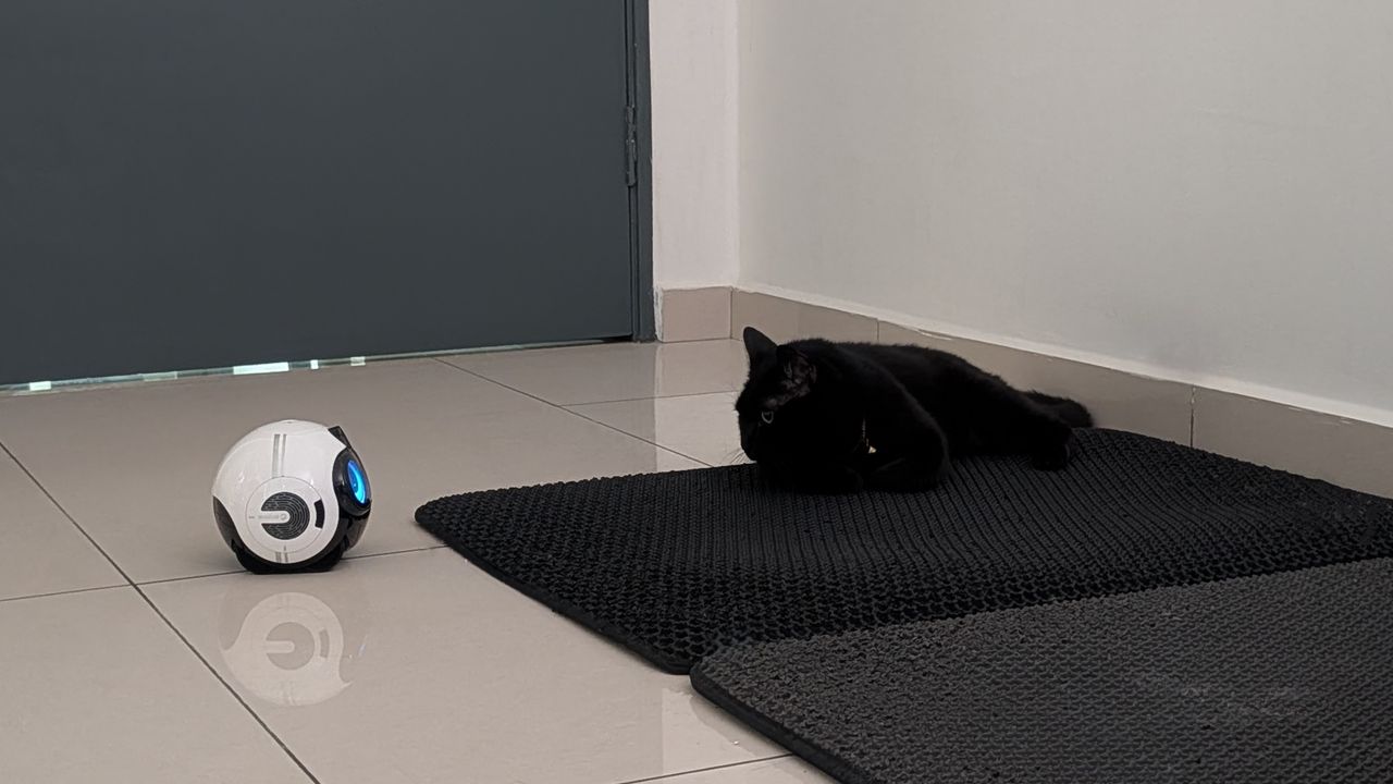 Enabot EBO Max family bot and a black cat in a house