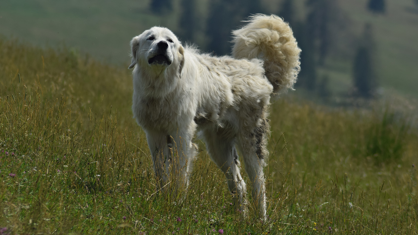 Polish Tatra Sheepdog on hillside