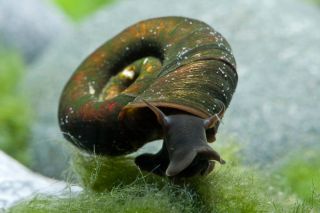 horn-colored ram's horn, great ramshorn