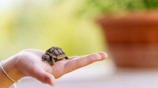 Baby turtle