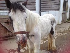 dumped pony