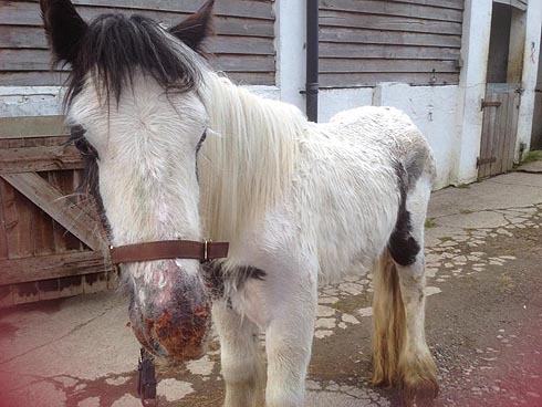 dumped pony