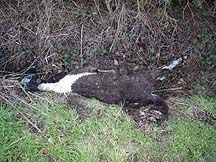 Dead-foal.jpg