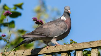 A wood pigeon on top of a wooden fence