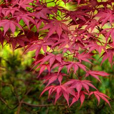 japanese maple in garden