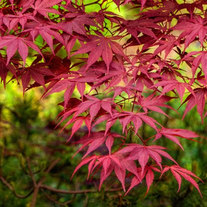 japanese maple in garden
