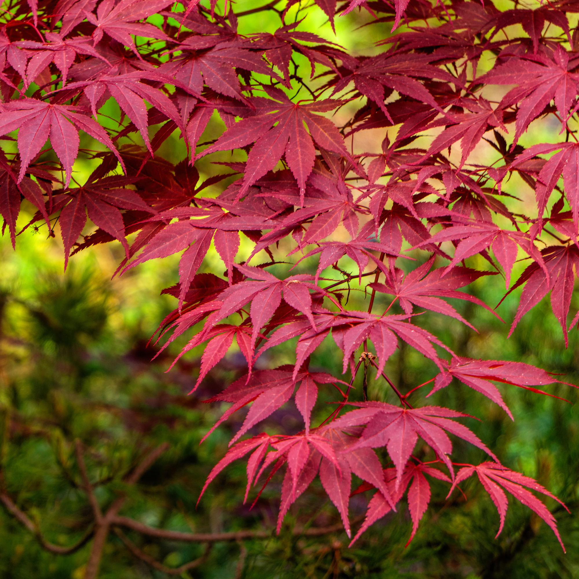 japanese maple in garden