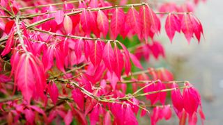 The red leaves of a Burning Bush plant