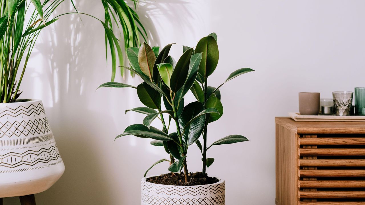 rubber plant in a home