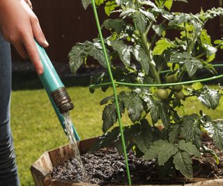 A tomato plant being watered with a hose